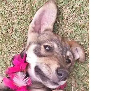 Cachorro ra a srd idade 2 a 6 meses nome Pepita