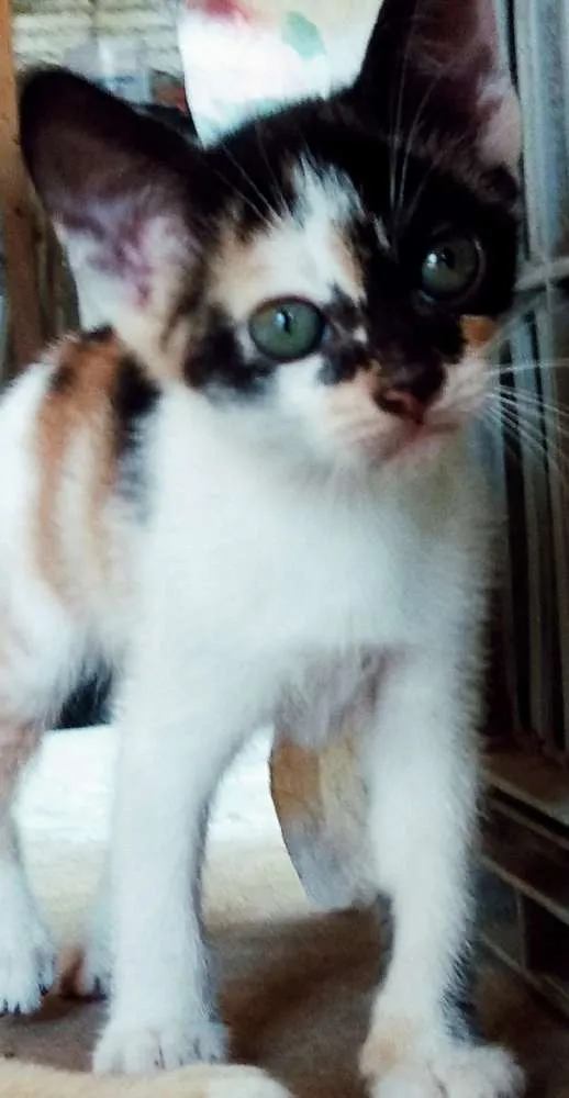 Gato raça Indeinida idade Abaixo de 2 meses nome nenhum