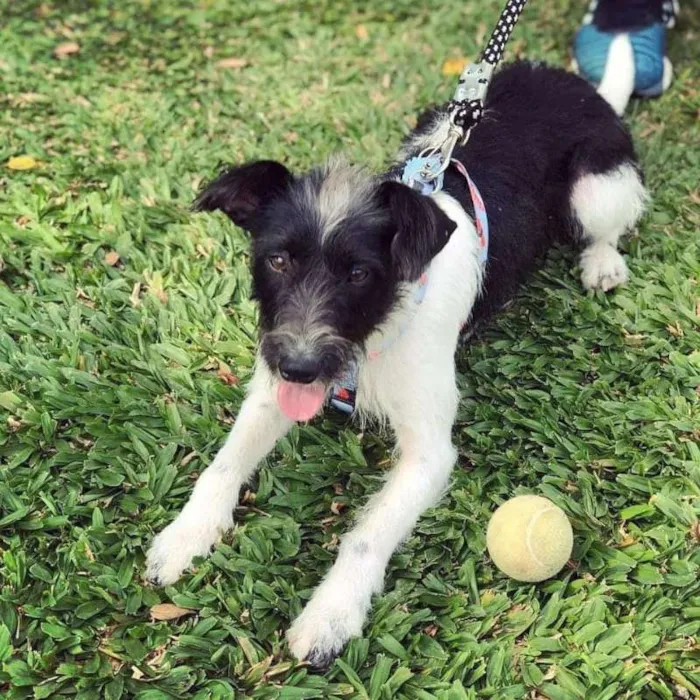 Cachorro ra a SRD idade 1 ano nome Thomas