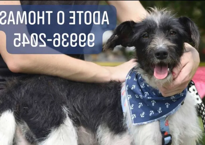 Cachorro ra a SRD idade 1 ano nome Thomas