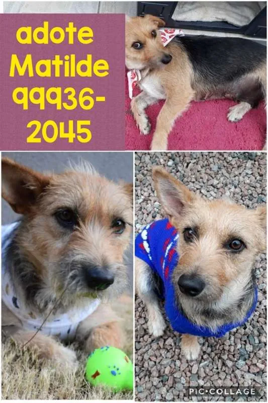 Cachorro ra a SRD idade 1 ano nome Matilde