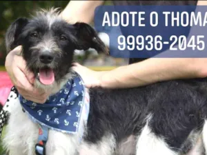Cachorro raça SRD idade 1 ano nome Thomas
