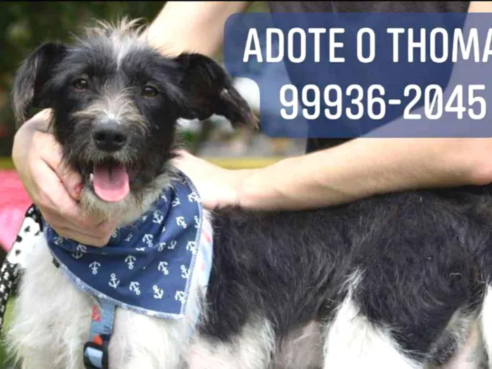Cachorro ra a SRD idade 1 ano nome Thomas