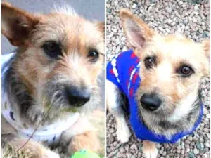 Cachorro raça SRD idade 1 ano nome Matilde