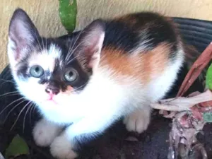 Gato raça Indeinida idade Abaixo de 2 meses nome nenhum