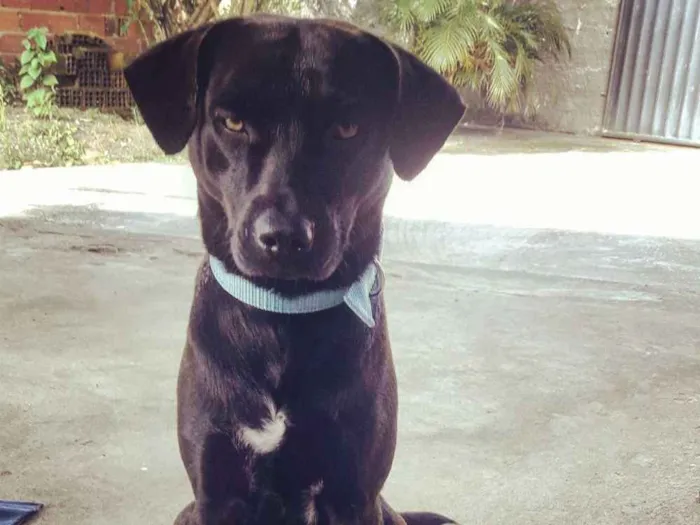 Cachorro raça SRD idade 1 ano nome Luck