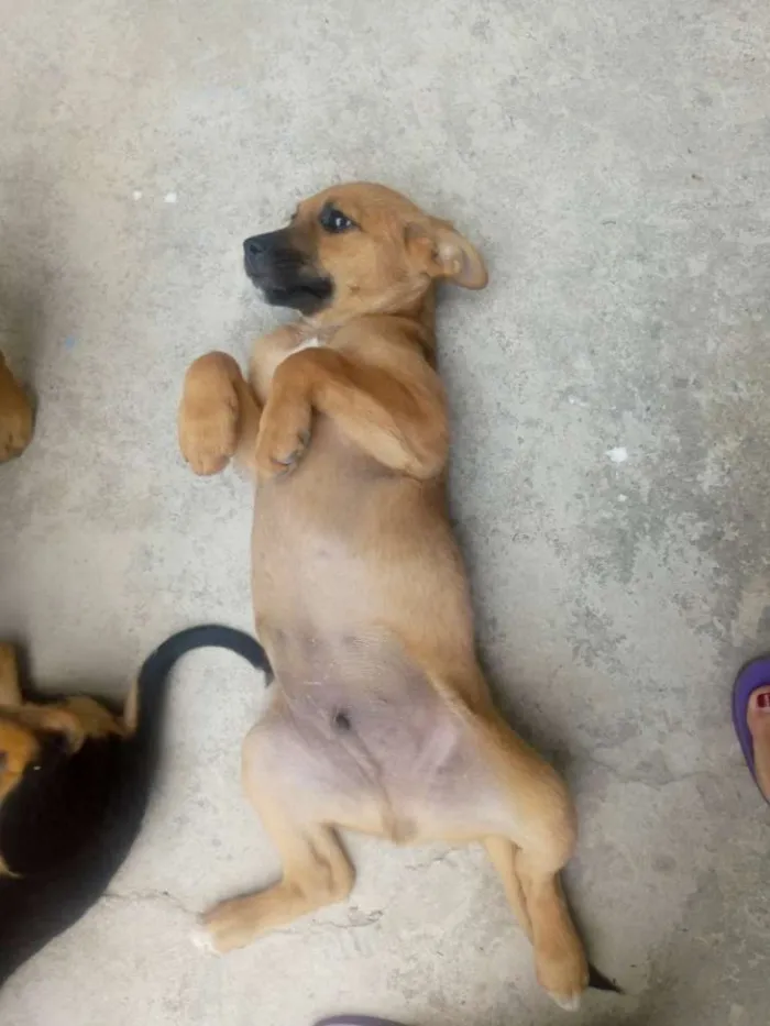 Cachorro ra a Vira Lata idade 2 a 6 meses nome Apelido: Gordo