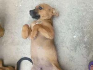 Cachorro raça Vira Lata idade 2 a 6 meses nome Apelido: Gordo