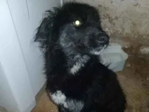 Cachorro raça Viralata idade 1 ano nome Pretinha