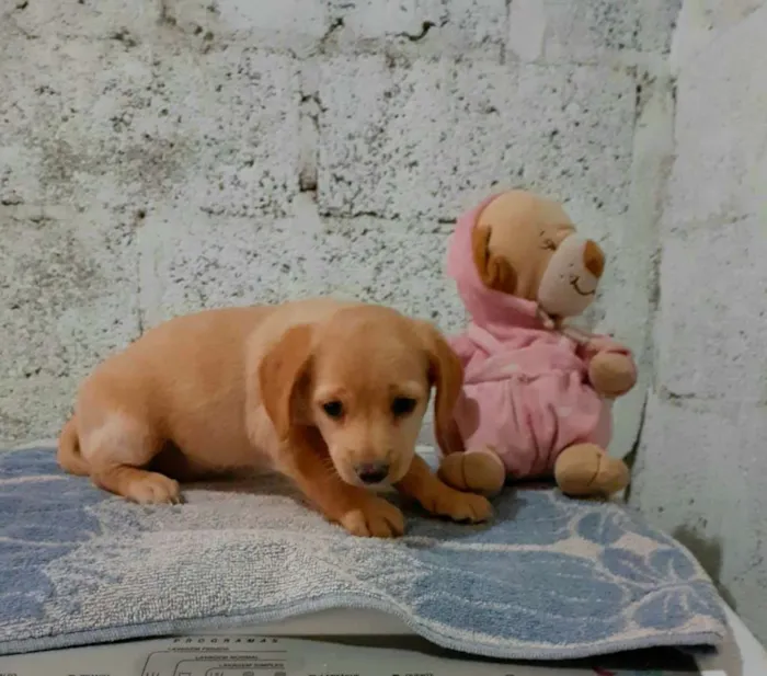 Cachorro ra a Srd idade 2 a 6 meses nome Sem nome