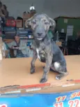 Bidu