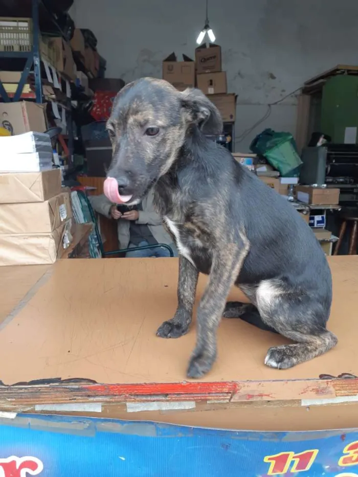 Cachorro ra a Sem raça definida idade 2 a 6 meses nome Bidu