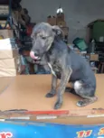 Bidu