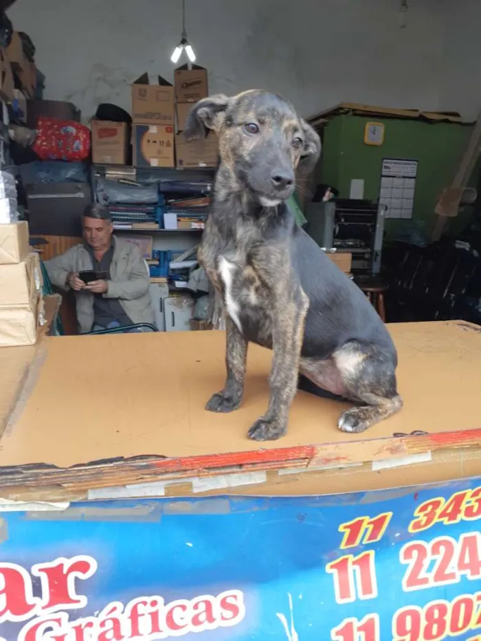 Cachorro ra a Sem raça definida idade 2 a 6 meses nome Bidu