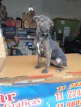 Bidu
