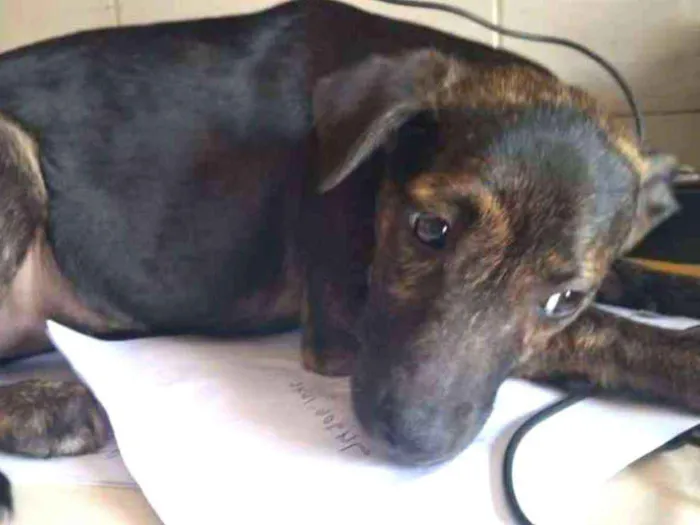 Cachorro ra a Sem raça definida idade 2 a 6 meses nome Bidu