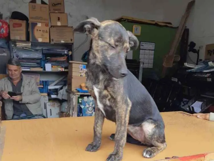 Cachorro ra a Sem raça definida idade 2 a 6 meses nome Bidu