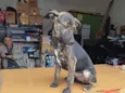Bidu