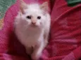 Pirulito