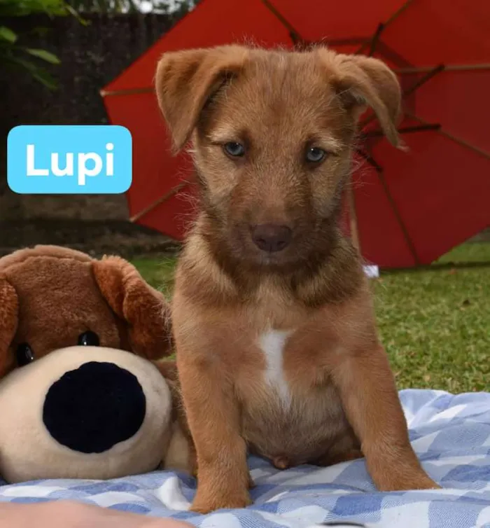 Cachorro ra a  idade  nome Luke
