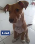 Luke