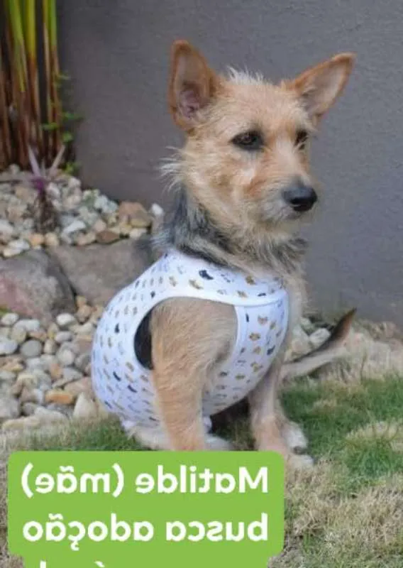 Cachorro ra a  idade  nome Luke