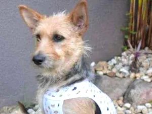 Cachorro raça  idade  nome Luke