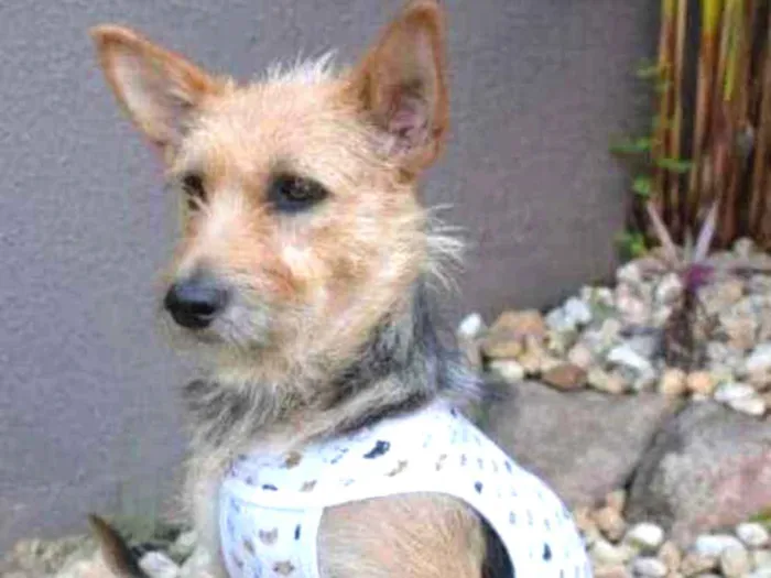 Cachorro ra a  idade  nome Luke