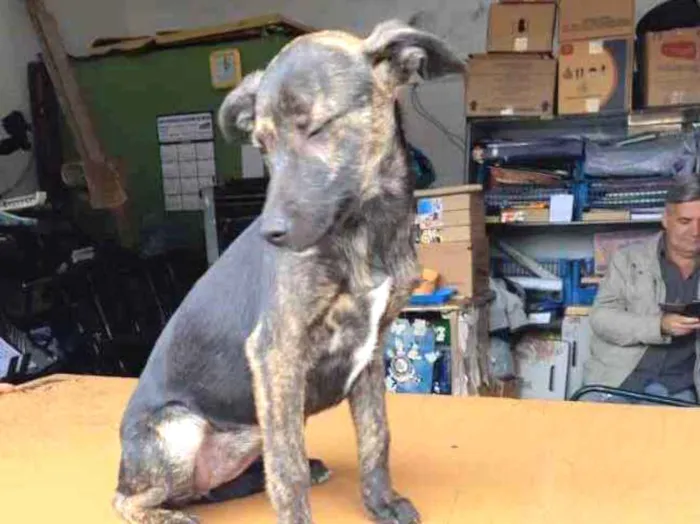 Cachorro ra a Sem raça definida idade 2 a 6 meses nome Bidu