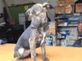 Bidu