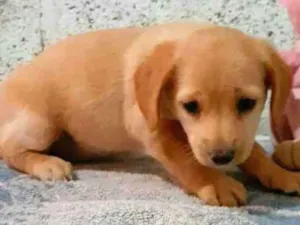 Cachorro raça Srd idade 2 a 6 meses nome Sem nome