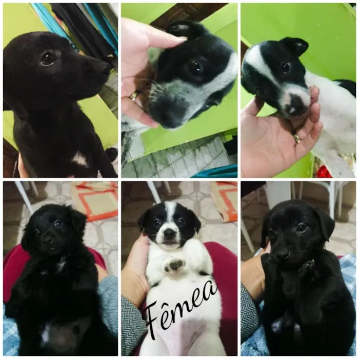 Cachorro raça Sem raça definida idade 2 a 6 meses nome Sem nome