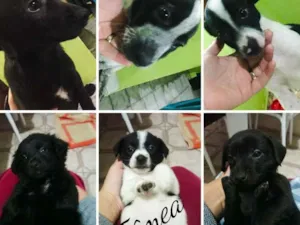 Cachorro raça Sem raça definida idade 2 a 6 meses nome Sem nome