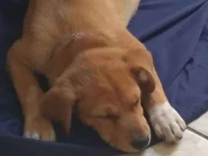 Cachorro raça S.RD idade 2 a 6 meses nome Lily