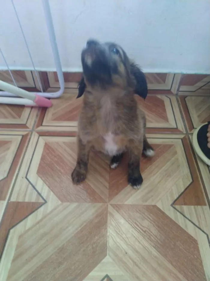 Cachorro ra a Vira lata idade Abaixo de 2 meses nome Filhotes 