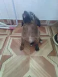 Filhotes
