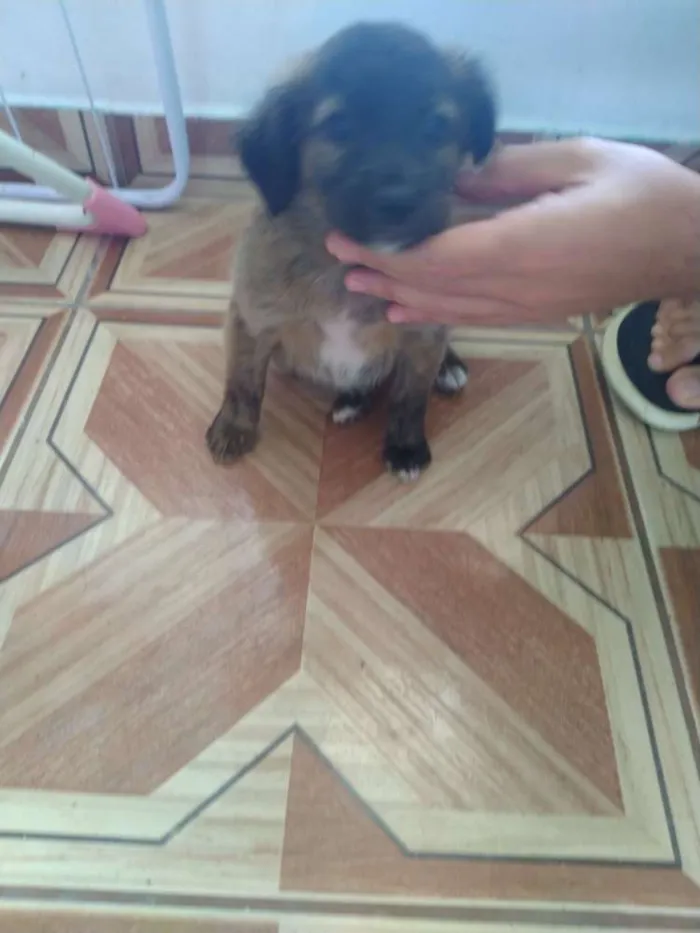Cachorro ra a Vira lata idade Abaixo de 2 meses nome Filhotes 