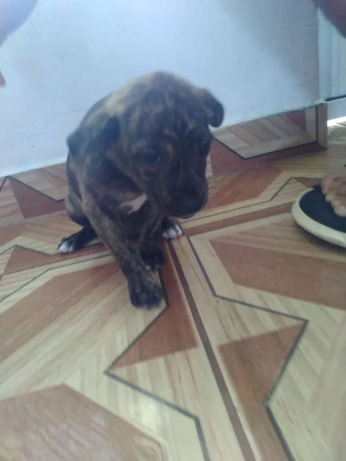 Cachorro ra a Vira lata idade Abaixo de 2 meses nome Filhotes 