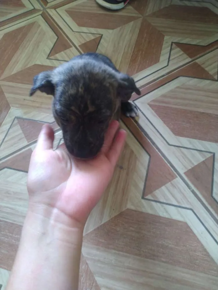 Cachorro ra a Vira lata idade Abaixo de 2 meses nome Filhotes 