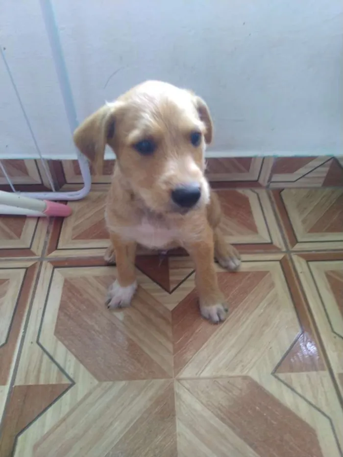 Cachorro ra a Vira lata idade Abaixo de 2 meses nome Filhotes 