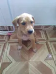 Filhotes