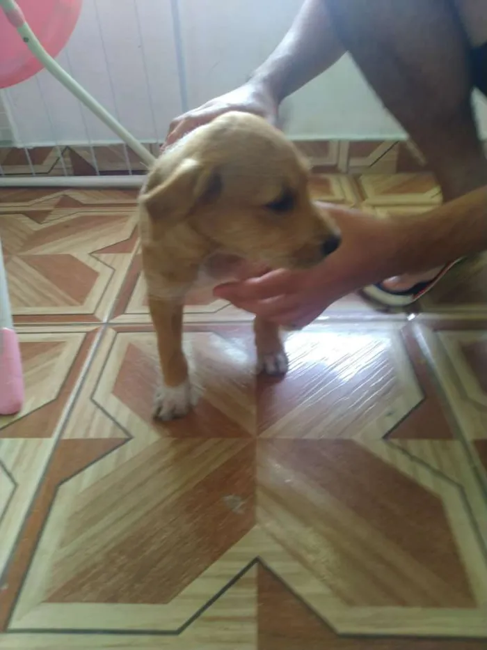 Cachorro ra a Vira lata idade Abaixo de 2 meses nome Filhotes 