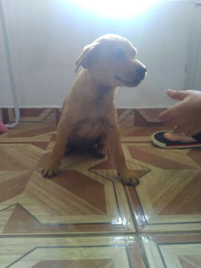 Cachorro ra a Vira lata idade Abaixo de 2 meses nome Filhotes 