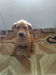 Filhotes