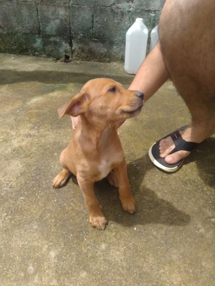 Cachorro ra a Vira lata idade Abaixo de 2 meses nome Filhotes 