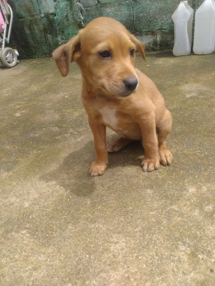 Cachorro ra a Vira lata idade Abaixo de 2 meses nome Filhotes 