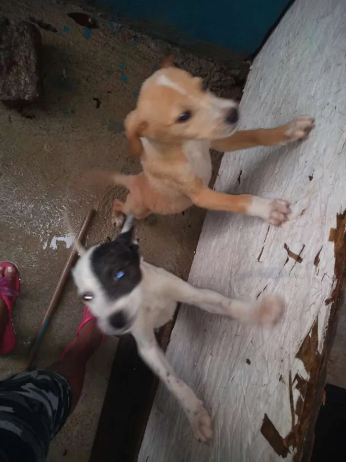 Cachorro ra a Vira lata idade 2 a 6 meses nome Não tem nome