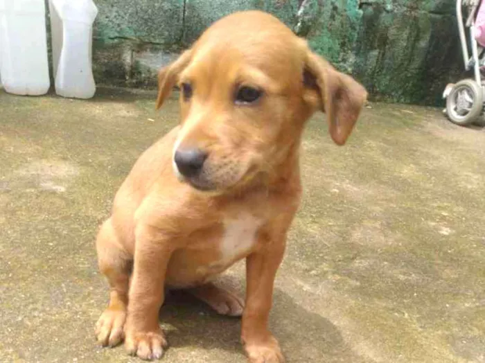 Cachorro ra a Vira lata idade Abaixo de 2 meses nome Filhotes 