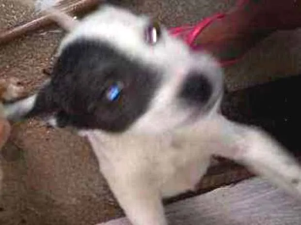 Cachorro ra a Vira lata idade 2 a 6 meses nome Não tem nome
