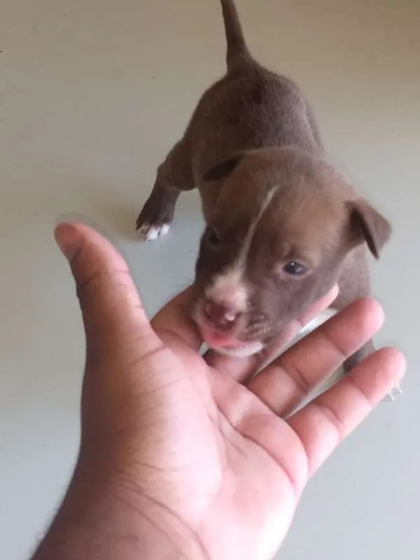 Cachorro raça pitbull com labrador idade Abaixo de 2 meses nome sem nome